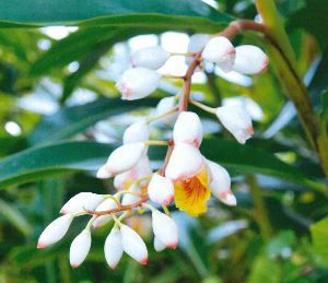 月桃（ゲットウ、シェルジンジャー） 4寸ポット植え 苗 苗木 | 日本