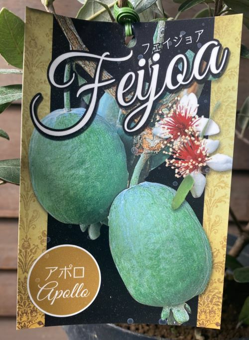 フェイジョア（アポロ） 6寸鉢植え ：果樹苗 | 日本花卉ガーデン