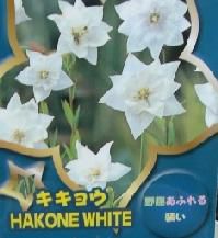 八重咲きキキョウ（白花） ＊二重咲き桔梗 | 日本花卉ガーデンセンター