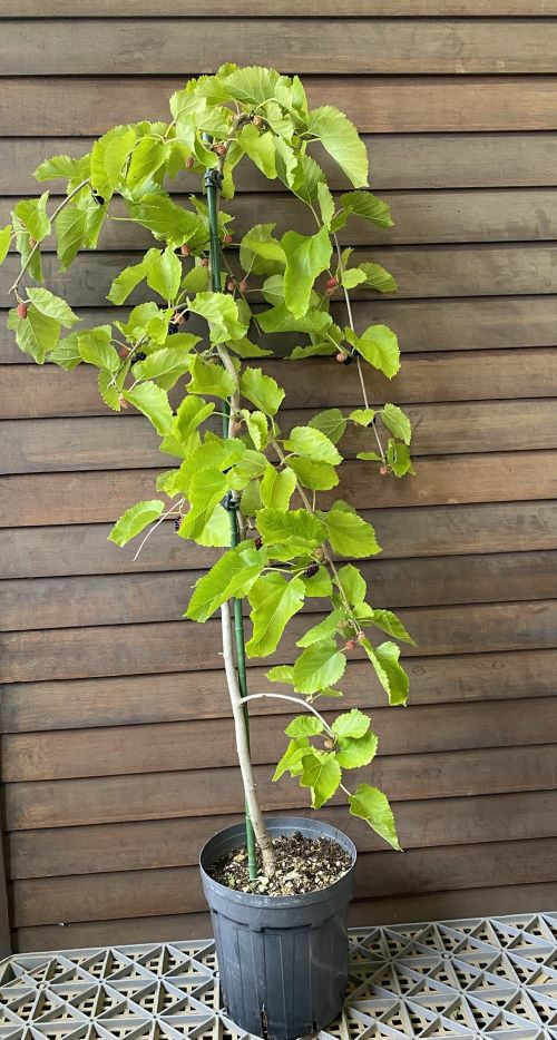 ☆発根済☆大株美形パキポディウムブレビカリックス 【公式通販】