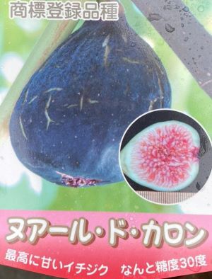 ヌアールドカロン（イチジク）：果樹苗 ＊お一人様1本でお願いします！ | 日本花卉ガーデンセンター(本店)