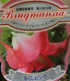 ちくしピンク エンジェルトランペット | 日本花卉ガーデンセンター(本店)