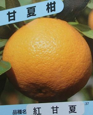 紅甘夏 苗木 果樹 実が沢山付き（この値段は今晩20時まで） 果樹苗木の販売店【花育通販】 蜜柑（ミカン） 紅甘夏（べに