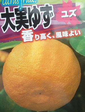 大実ユズ（本柚子、大実柚子）：果樹苗 柑橘苗 苗木 接木 苗 みかん
