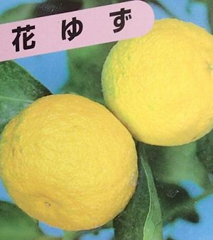 一才ユズ（花柚子、一才柚子）：果樹苗 柑橘苗 苗木 接木 苗 みかん