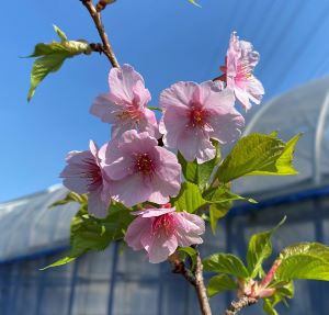 河津桜：カワヅザクラ（桜） 苗木 さくら 苗 サクラ | 日本花卉 ...