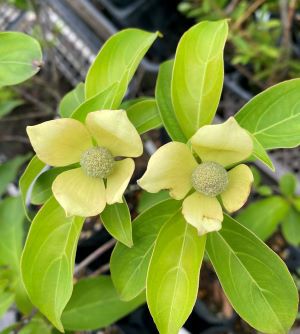 常緑黄花山ボウシ （マウンテンムーン） 4寸ポット植え トキワ