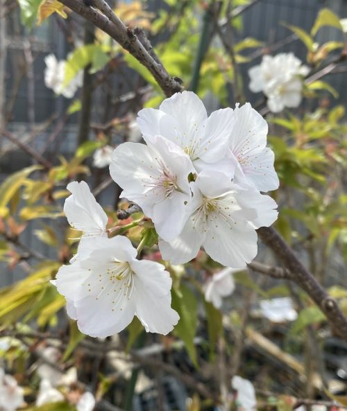 吉野しだれ桜：ヨシノシダレザクラ（桜） 苗木 さくら 苗 サクラ 吉野
