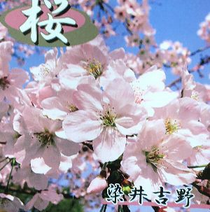吉野桜（染井吉野桜）：ソメイヨシノザクラ（桜） 苗木 さくら 苗