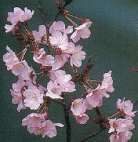 紅山桜