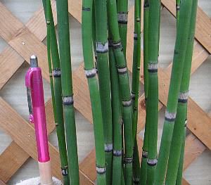 ジャンボトクサ Amazon.co.jp: トクサ（木賊）：オオトクサ[ジャンボトクサ・大トクサ