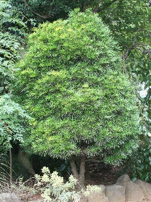 高野槙(こうやまき、高野槇） コウヤマキ 5寸ポット植え | 日本花卉