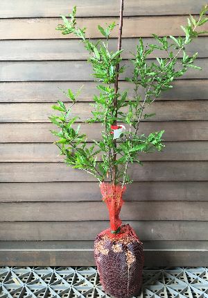 タネなしザクロ（種無しザクロ） スイートハニー ：果樹苗 | 日本花卉