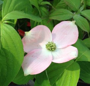 5寸鉢植え】 ステラ系ハナミズキ ステラピンク | 日本花卉ガーデン