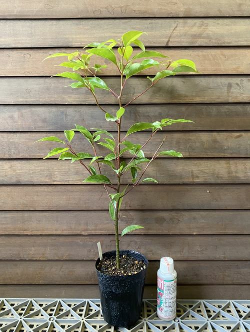 クスノキ（楠木） 楠の木 苗 苗木 | 日本花卉ガーデンセンター(本店)