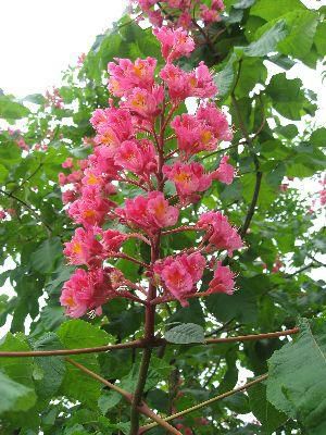 国内外の人気 大株! 赤花マロニエ(アカバナトチノキ) 赤花栃の木 | 日本 種・苗