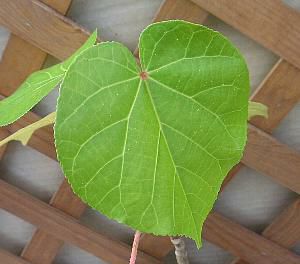 オオハマボウ（ユウナ） 苗 苗木 | 日本花卉ガーデンセンター(本店)