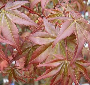 チシオモミジ 血汐紅葉 7号 苗木 3 チシオモミジ 血汐紅葉 7号 苗木 3 楽天市場】【選べる現品