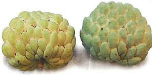 シャカトウ（シュガーアップル・バンレイシ）取り木苗 ：熱帯果樹苗