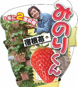 四季成りいちご　みのりくん