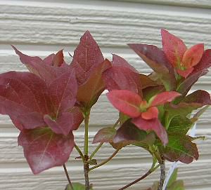 西国三葉躑躅（サイコクミツバツツジ） サイゴクミツバツツジ