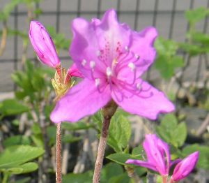 熊野三葉躑躅（クマノミツバツツジ） | 日本花卉ガーデンセンター(本店)