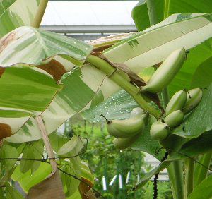 斑入りミニバナナ　希少バナナ苗14 斑入りミニバナナ 希少バナナ苗14 斑入りバナナ：熱帯果樹苗 | 日本