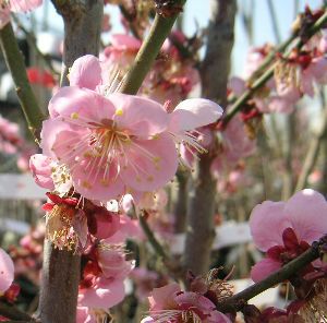 紅冬至梅 花梅苗木 紅冬至梅 花梅苗木