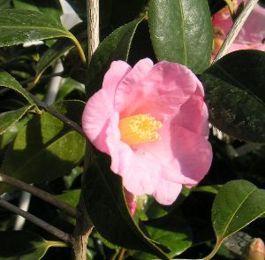 蕾付き 太郎冠者 タロウカジャ：椿（ツバキ） 苗 苗木 | 日本花卉