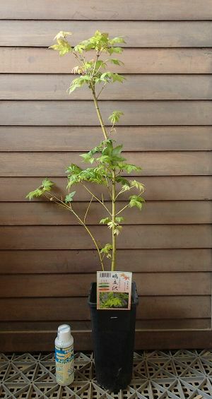 もみじ苗木 鳴立沢 鴫立沢の四季を楽しみたい。(*^^*)｜