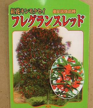 紅花キンモクセイ（フレグランスレッド） ＊3寸ポット植え | 日本花卉