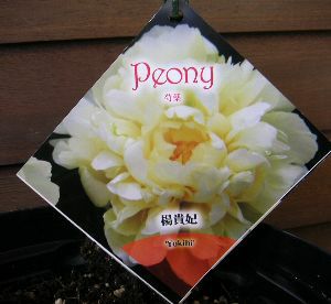 黄花芍薬 楊貴妃 2年生養成大株