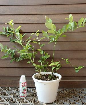 鉢植え】ブルーベリー2本セット植え（ラビットアイ系）：果樹苗