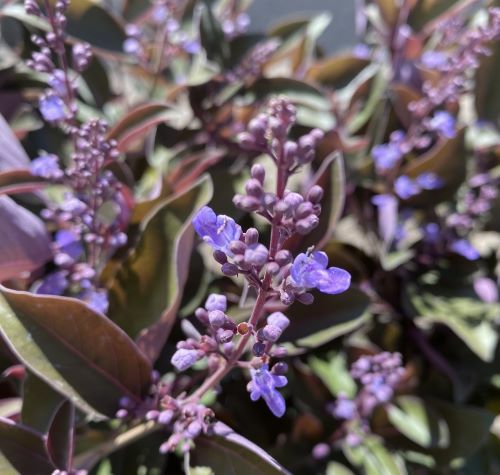 西洋ニンジンボク プルプレア（ミツバハマゴウ プルプレア） | 日本