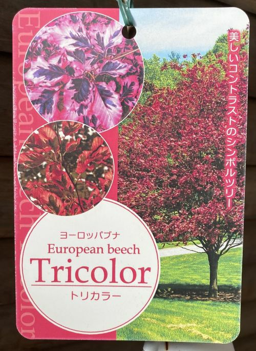 ヨーロッパブナ ロゼアマルギナータ