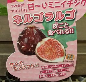 イチジク　ネルゴラルゴ