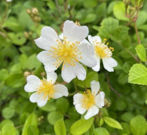 トゲナシノイバラ（棘無し野薔薇） 白花 ばら 苗 苗木 | 日本花卉