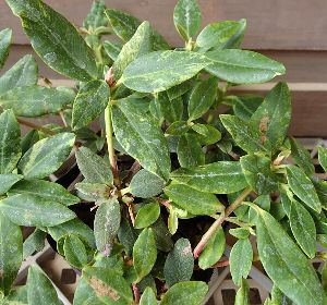 斑入り葉】屋久島這日陰ツツジ（ヤクシマハイヒカゲツツジ） | 日本