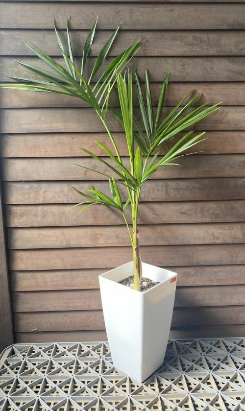 【熱帯植物】アサイーパーム アサイーパームの近縁種☆ジュサラヤシ苗 - 植物と雑貨の