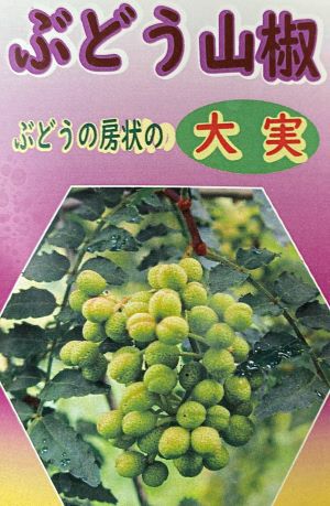 葡萄山椒（ブドウサンショウ） 樹高70～90センチ程度 5寸ポット苗 ：果樹苗 | 日本花卉ガーデンセンター(本店)