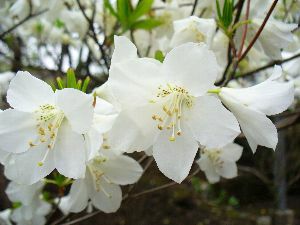 シロヤシオツツジ（白八汐ツツジ） （根巻き） | 日本花卉ガーデン 
