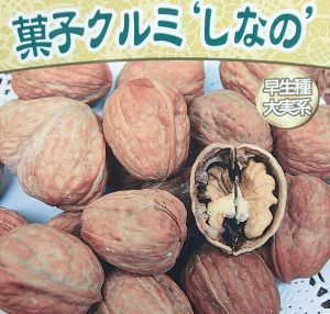 信濃クルミ　10苗 25年10月中下旬予約]クルミ：信濃クルミ（しなのくるみ）実生苗