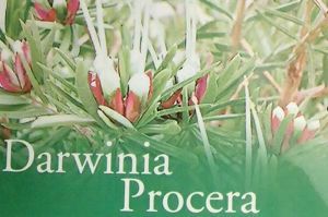 ダーウイニア プロセラ | 日本花卉ガーデンセンター(本店)