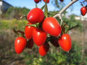 夢幻 老爺柿（ローヤ柿、ロウヤ柿）） ＊1本で実がなります！（両性花