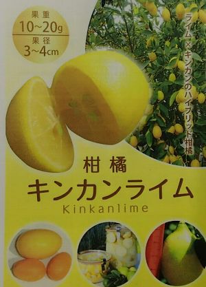 キンカンライム：果樹苗 柑橘苗 苗木 接木 苗 みかん ライム | 日本