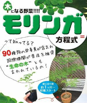 モリンガ