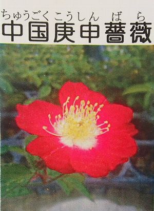 島バラ沖縄産 庚申薔薇こうしんばら挿し木成功ポット苗 重