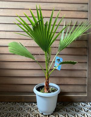 大株！ ワシントンヤシ（ワシントニア・イトヤシ） 6号鉢植え