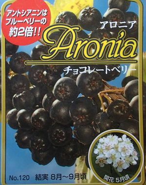 ６寸鉢植え】 アロニア チョコレートベリー（チョコベリー）：果樹苗 | 日本花卉ガーデンセンター(本店)