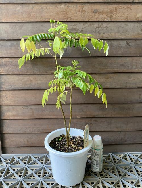 5寸鉢植え】 カレーノキ（カレーの木）：熱帯果樹苗 カレーリーフの木